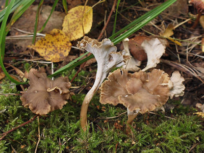 Kruskantarell - Pseudocraterellus undulatus - White Saddle