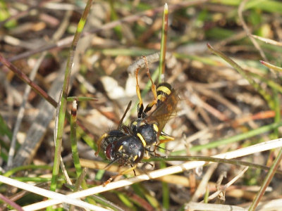 Glattstekel - Mellinus arvensis - Field Digger Wasp