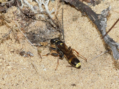 Glattstekel - Mellinus arvensis - Field Digger Wasp