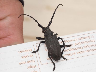 Videbock - Lamia textor - Weaver beetle