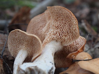 Rdgul taggsvamp - Hydnum rufescens - Terracotta Hedgehog