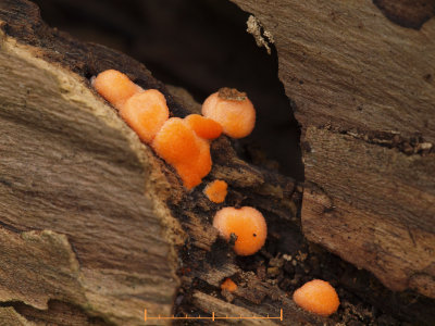 Vargmjlk -  Lycogala epidendrum - Wolf's milk