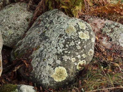 Smalflikig kaklav - Xanthoparmelia stenophylla - Shingled rock-shield