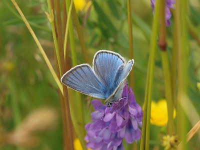 Silverblåvinge - Polyommatus amandus - Amanda's Blue