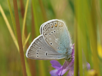 Silverblvinge - Polyommatus amandus - Amanda's Blue