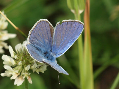 Puktrneblvinge - Polyommatus icarus - Common Blue
