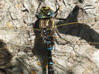 Starrmosaikslända - Aeschna juncea - Moorland Hawker