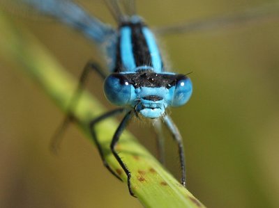 Sjflickslnda - Enallagma cyathigerum - Common Bluet