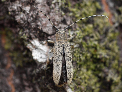 Strre aspvedbock - Saperda carcharias - Large Poplar Borer