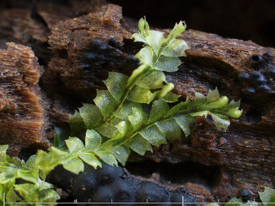 Lophocolea heterophylla - Vedblekmossa - Variable-leaved Crestwort