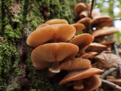 Honungsskivling - Armillaria mellea - Honey Mushroom