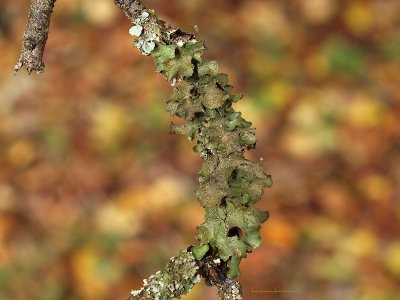 Kyrkogårdslav - Pleurosticta acetabulum
