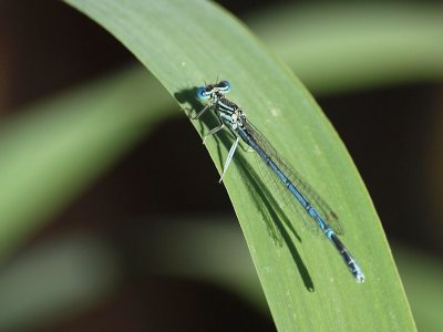 Flodflickslnda - Platycnemis pennipes - Blue Featherleg