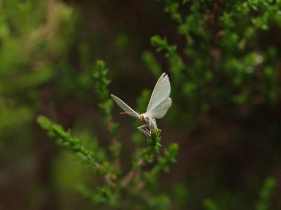 Vitgrn lundmtare - Jodis lactearia - Little Emerald