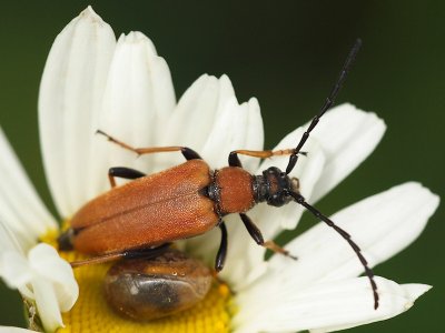 Gulrd blombock - Stictoleptura rubra - Red Longhorn Beetle