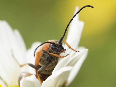 Gulröd blombock - Stictoleptura rubra - Red Longhorn Beetle