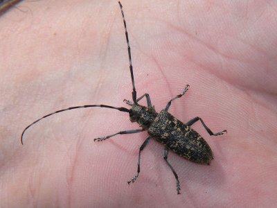 Tallbock - Monochamus sutor -  Small White-marmorated Long-horned Beetle