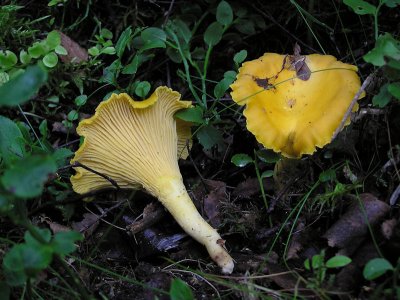 Kantareller och taggsvampar - Chantherelles and Tooth Fungi