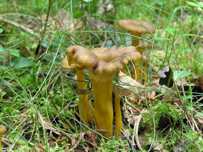 Trattkantarell - Cantharellus tubaeformes - Winter Chanterelle