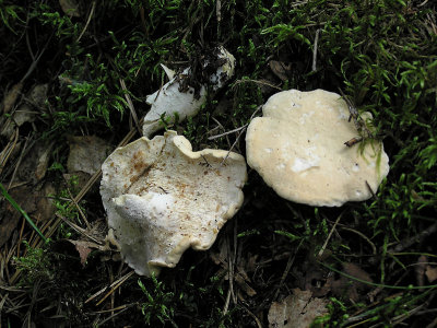 Blek taggsvamp - Hydnum repandum - Wood Hedgehog