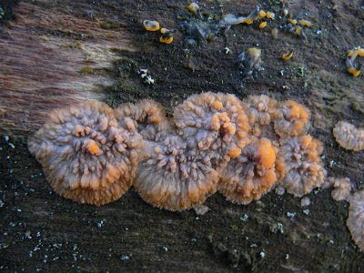 Ribbgrynna - Phlebia radiata