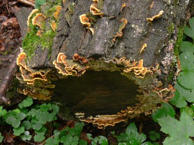 Brunskinn - Stereum gausapatum - Bleeding Oak Crust