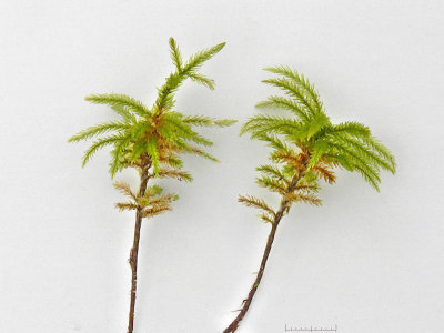 Climacium dendroides - Palmmossa - Tree-moss