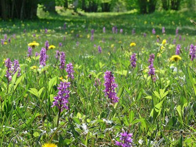 Sankt Pers nycklar (Orchis mascula)