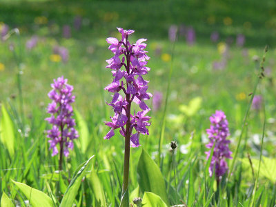 Sankt Pers nycklar (Orchis mascula)