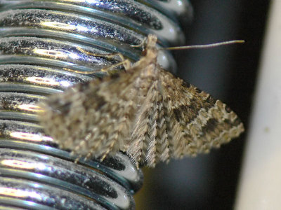 Kaprifolfjädermott - Alucita hexadactyla - Twenty-plume Moth