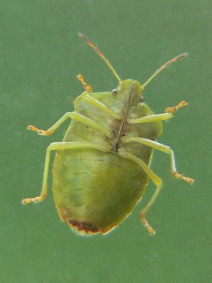 Grn brfis - Palomena prasina - Green shield bug