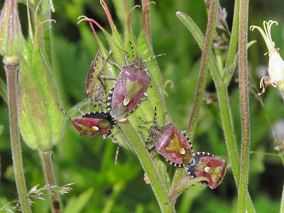 Hårig bärfis - Dolycorus baccarum - Hairy Shieldbug