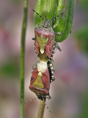 Hårig bärfis - Dolycorus baccarum - Hairy Shieldbug