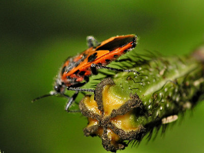 Corizus hyoscyami, en smalkantskinnbagge