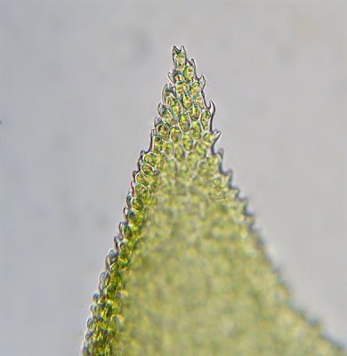 Thuidium recognitum - kalktujamossa - Lesser Tamarisk-moss