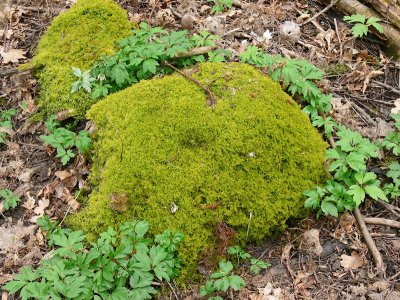 Thuidium recognitum - kalktujamossa - Lesser Tamarisk-moss