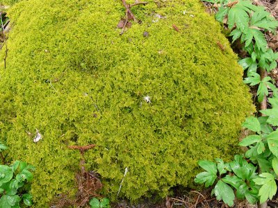Thuidium recognitum - kalktujamossa - Lesser Tamarisk-moss