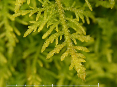 Thuidium recognitum - kalktujamossa - Lesser Tamarisk-moss
