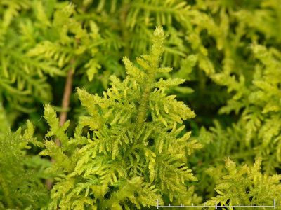 Thuidium recognitum - kalktujamossa - Lesser Tamarisk-moss