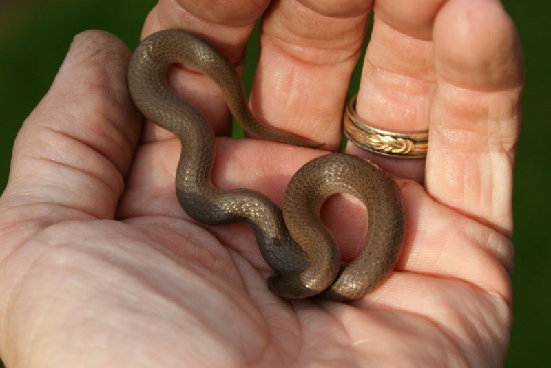 Smooth Earth Snake