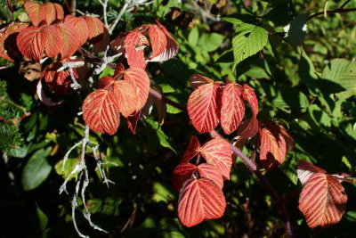 Autumn Views of North Carolina [Gallery]