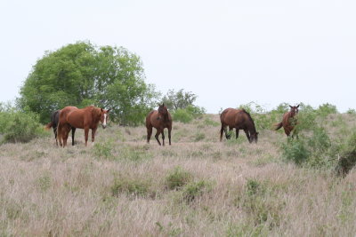 King Ranch Horses