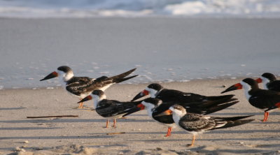 Birds at Cape May