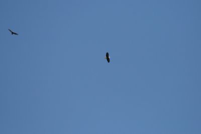Adult Bald Eagle