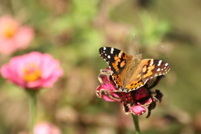 American Lady on Zinnia