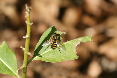 Syrphid Fly
