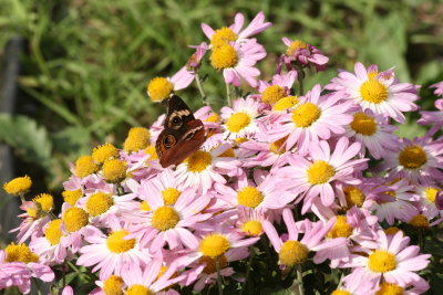 Buckeye on Aster