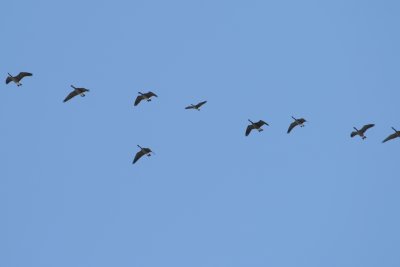 Cackling  and Canada Geese