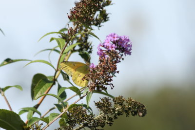 Clouded Sulfur on Buddleia