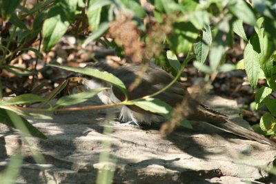Yellow-billed Cuckoo with Praying Mantis lunch